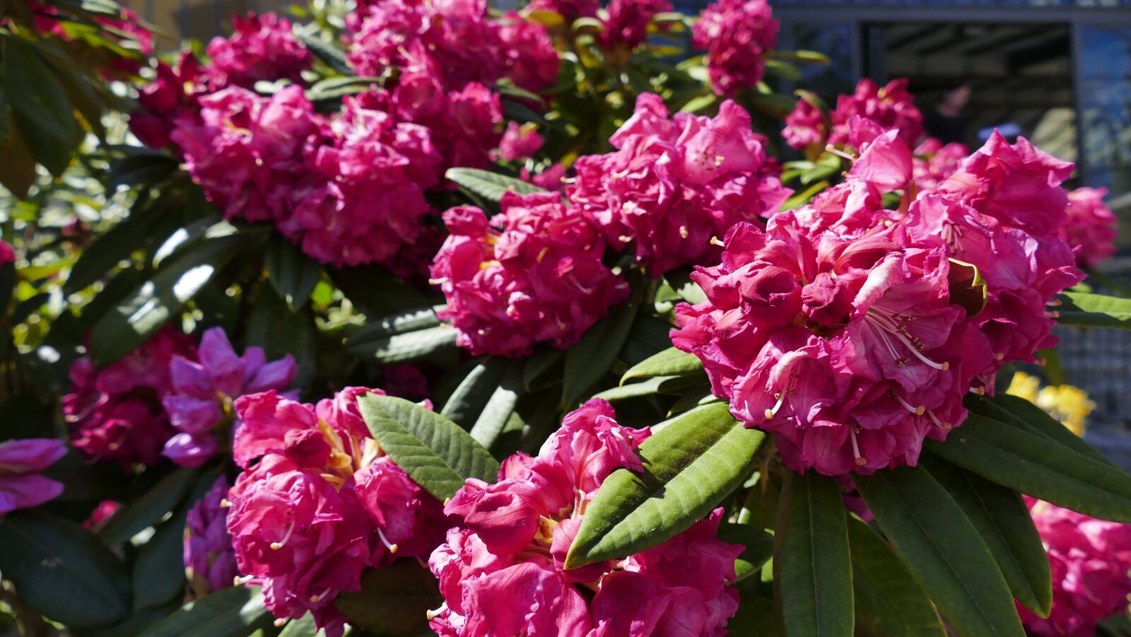 Panasonic Lumix DMC-FZ1000 sample photo. Flowers, bloom, nature photography