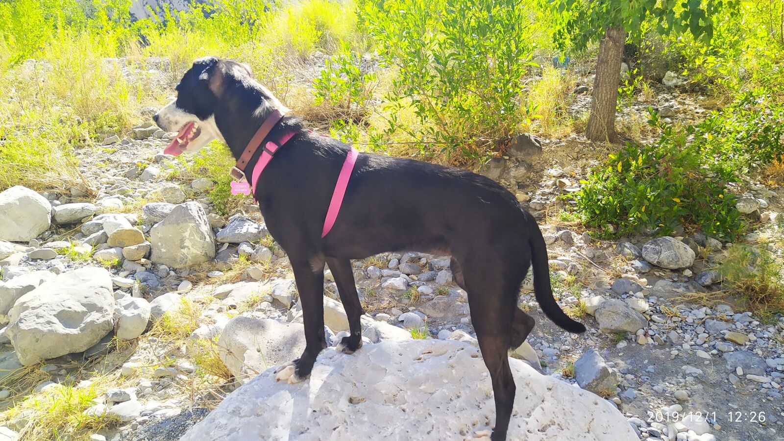 Xiaomi Redmi Note 7 sample photo. Dog, pets, puppy photography