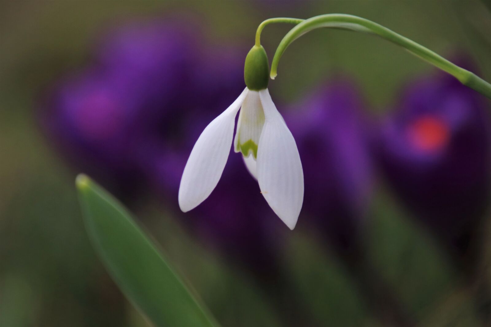 Canon EOS 80D sample photo. Based, crocus, bud photography
