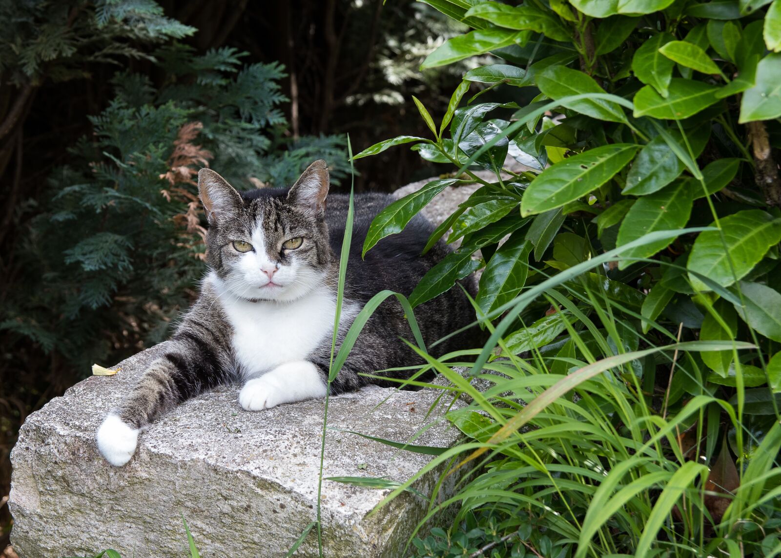Canon EOS 80D sample photo. Cat, animal, pet photography