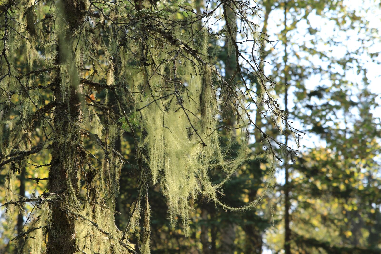 Canon EOS 7D Mark II sample photo. Forest, wood, trees photography