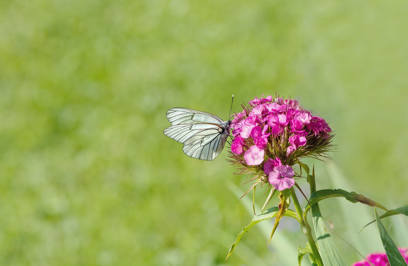 Nikon D7100 sample photo. Tree-white ling, butterfly, white photography