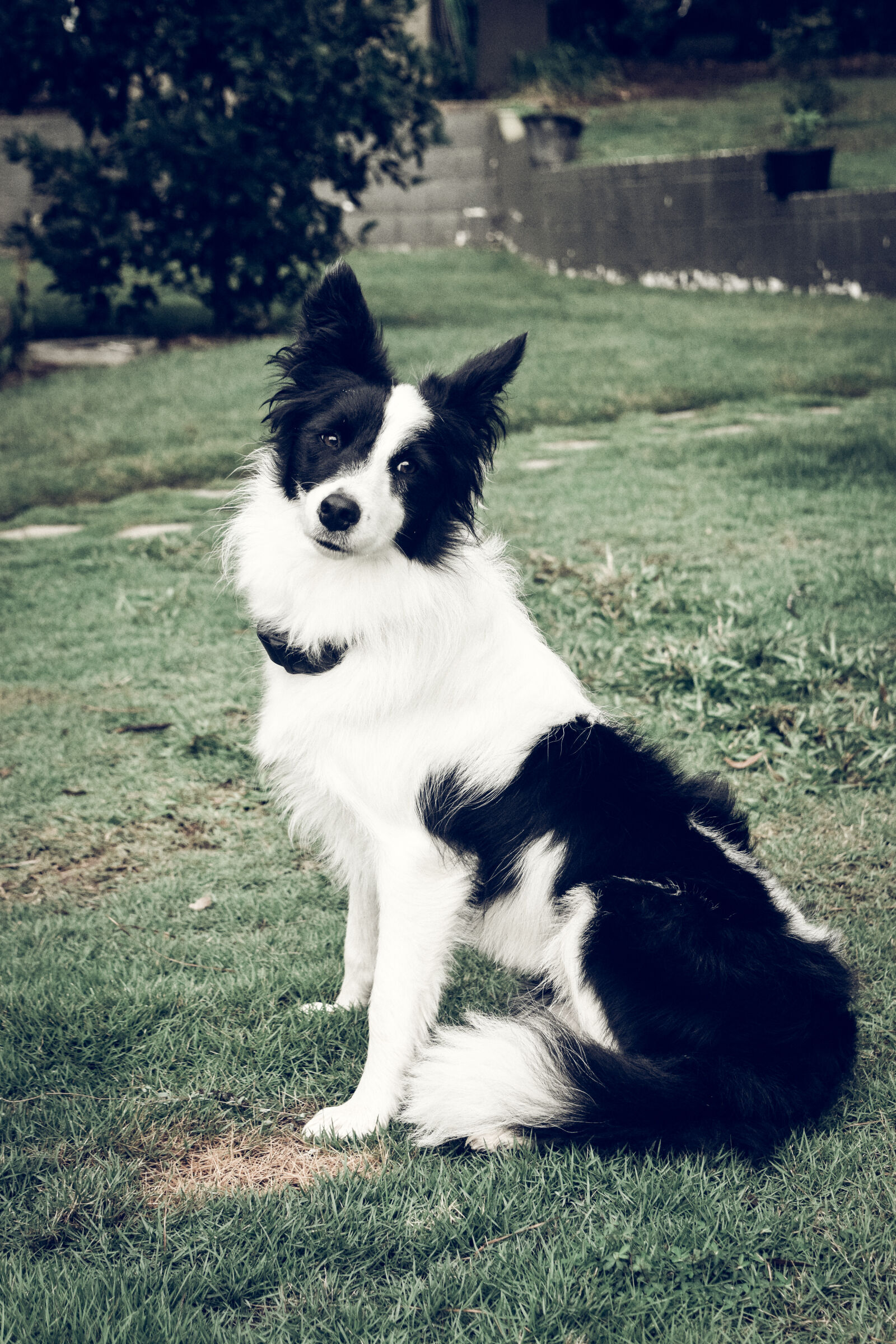 Nikon D3300 sample photo. Black, and, white, dog photography