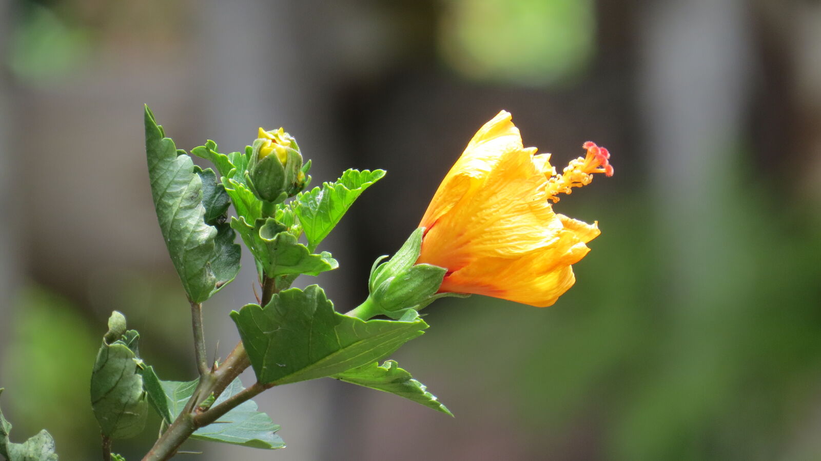 Canon PowerShot SX50 HS sample photo