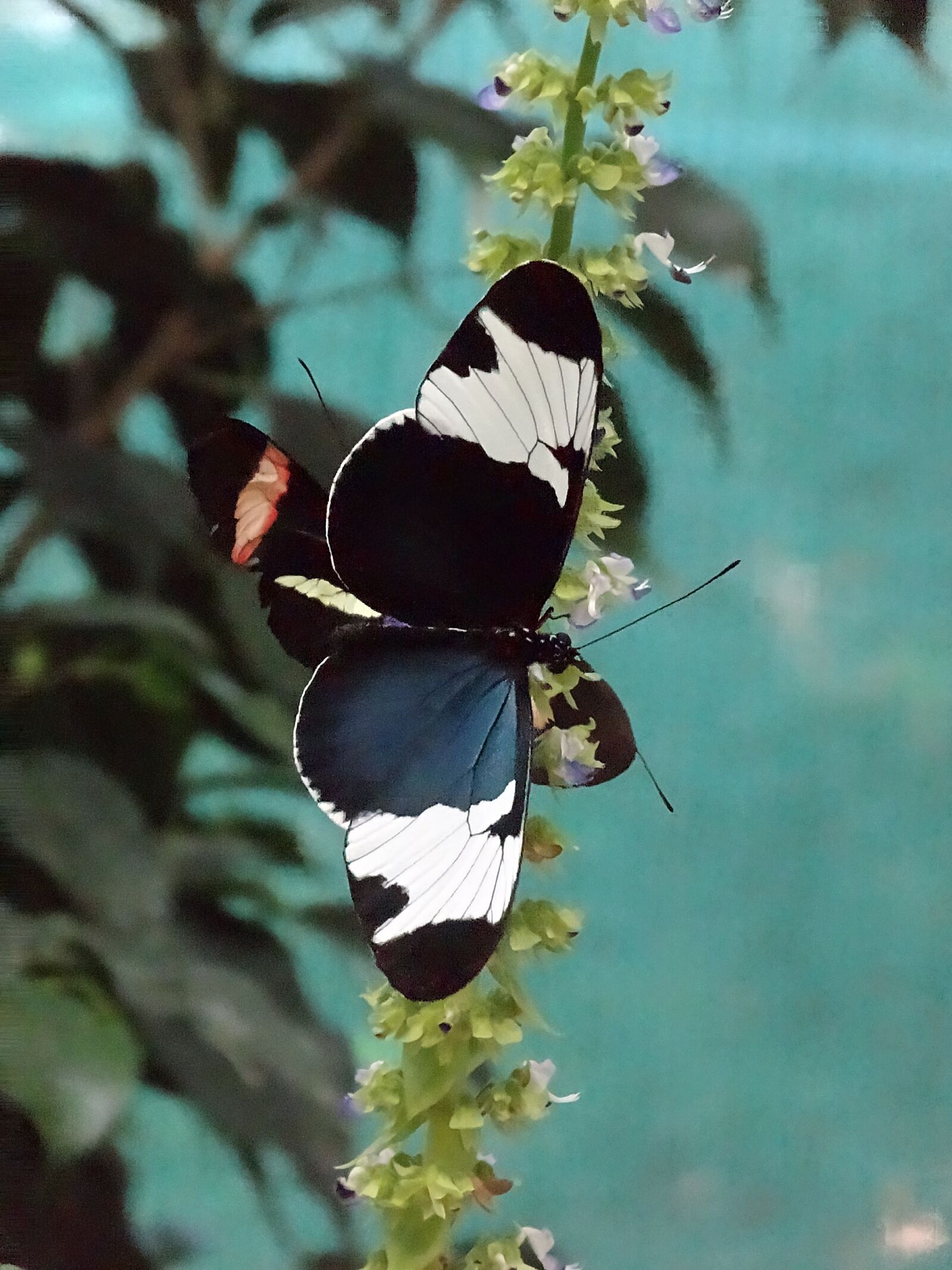 Sony Cyber-shot DSC-HX20V sample photo. Butterfly, black, white photography