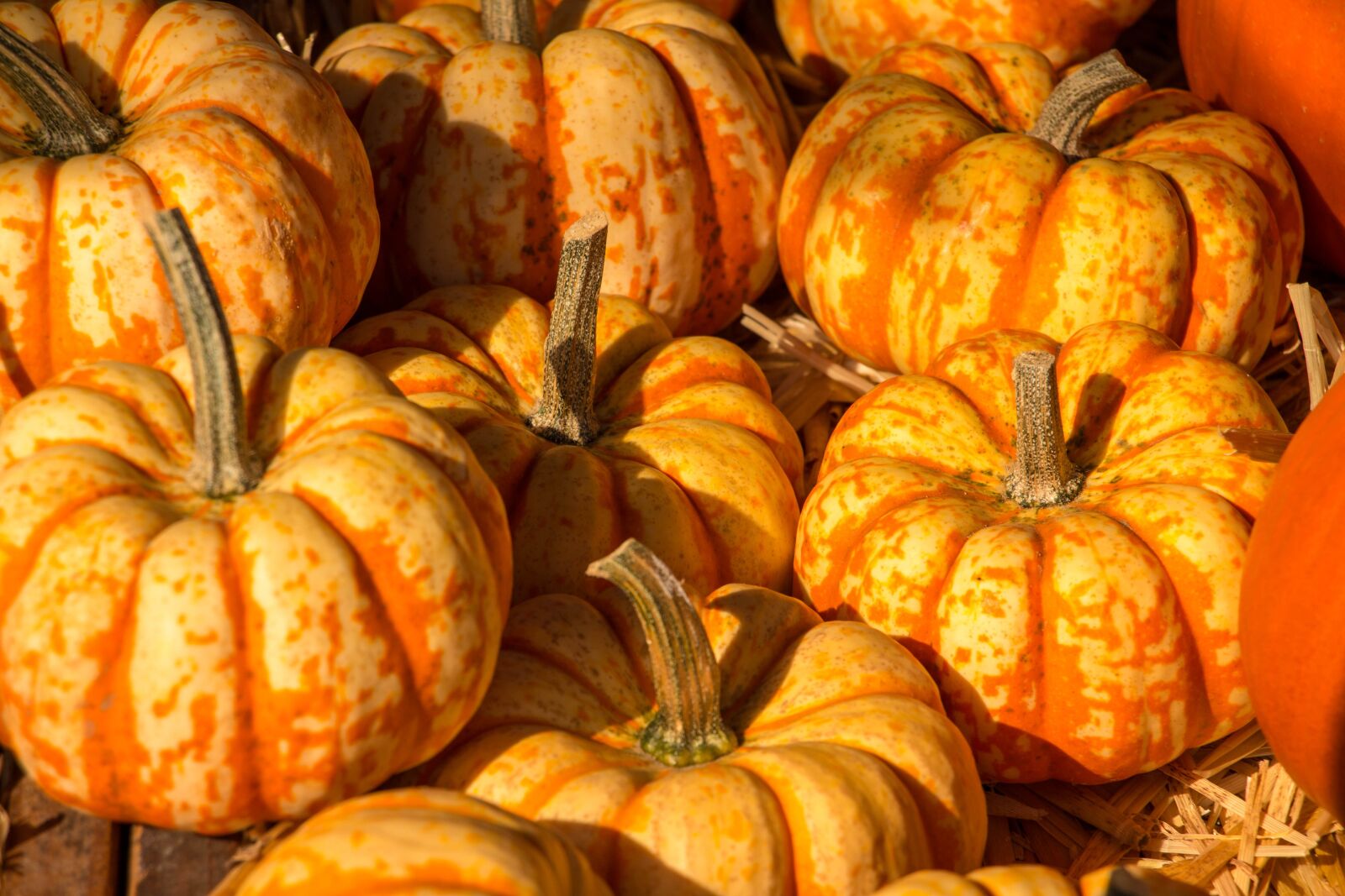 Canon EOS 70D sample photo. Pumpkin, autumn, halloween photography