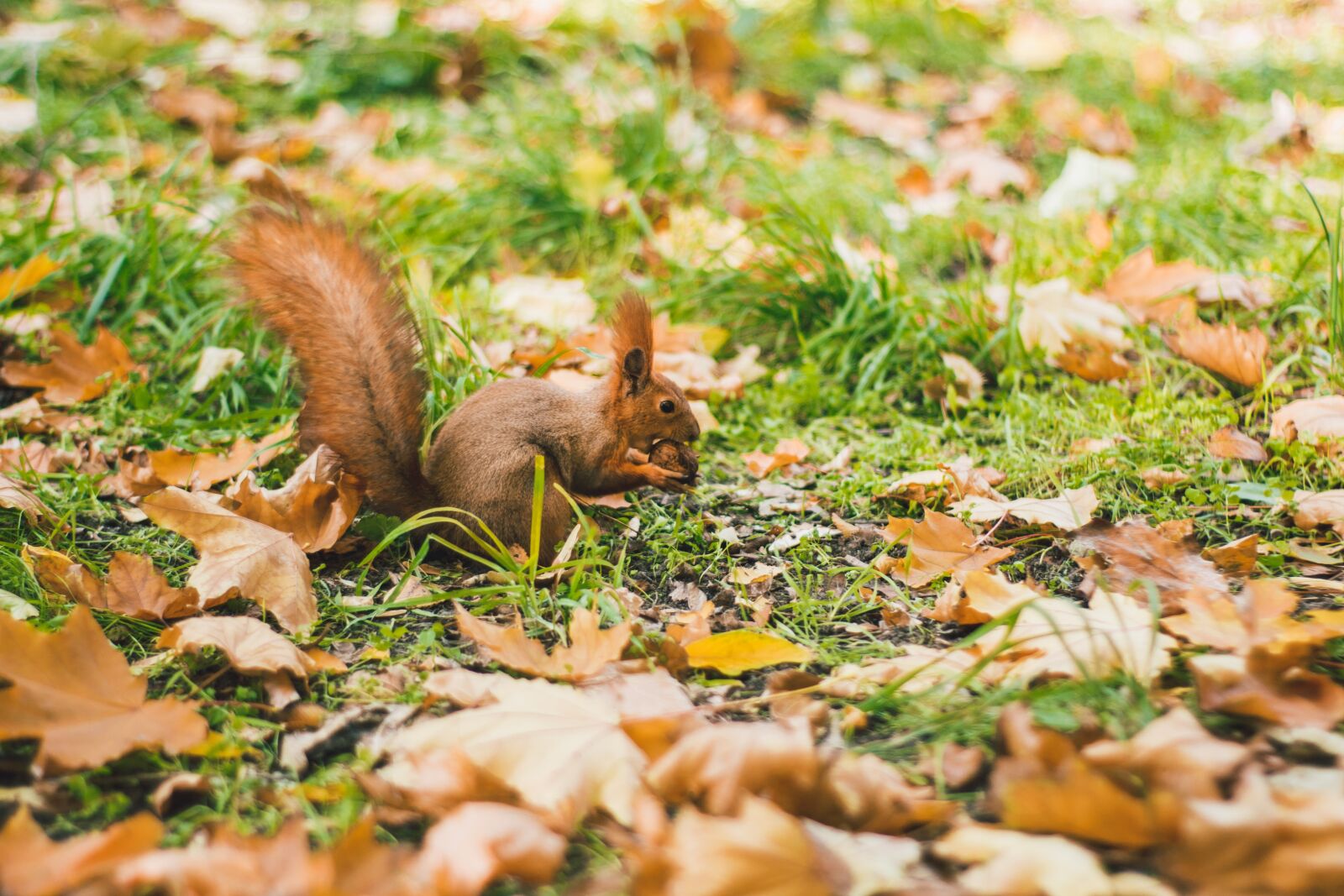Canon EOS 700D (EOS Rebel T5i / EOS Kiss X7i) sample photo. Autumn, squirrel, animals photography