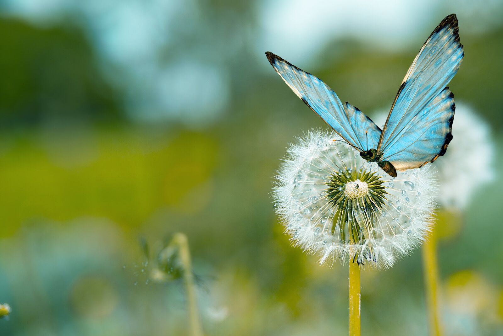 Nikon D60 sample photo. Butterfly, dandelion, nature photography