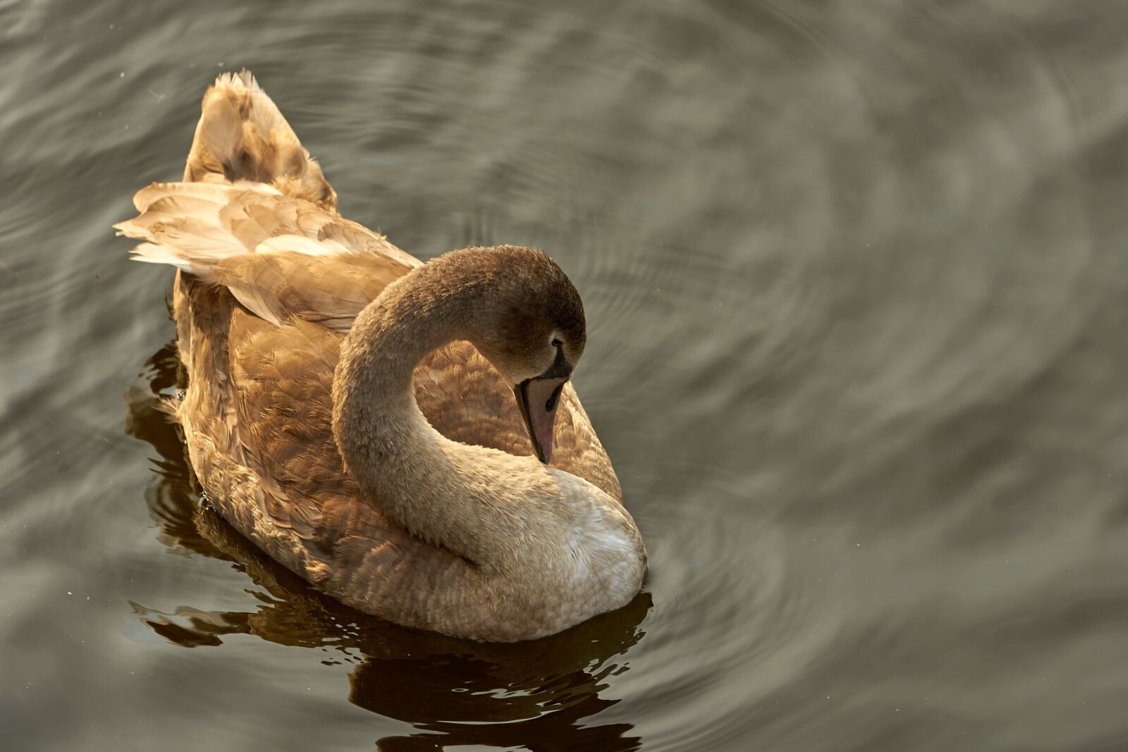 Sony FE 70-200mm F4 G OSS sample photo. Swan, cygnet, young photography