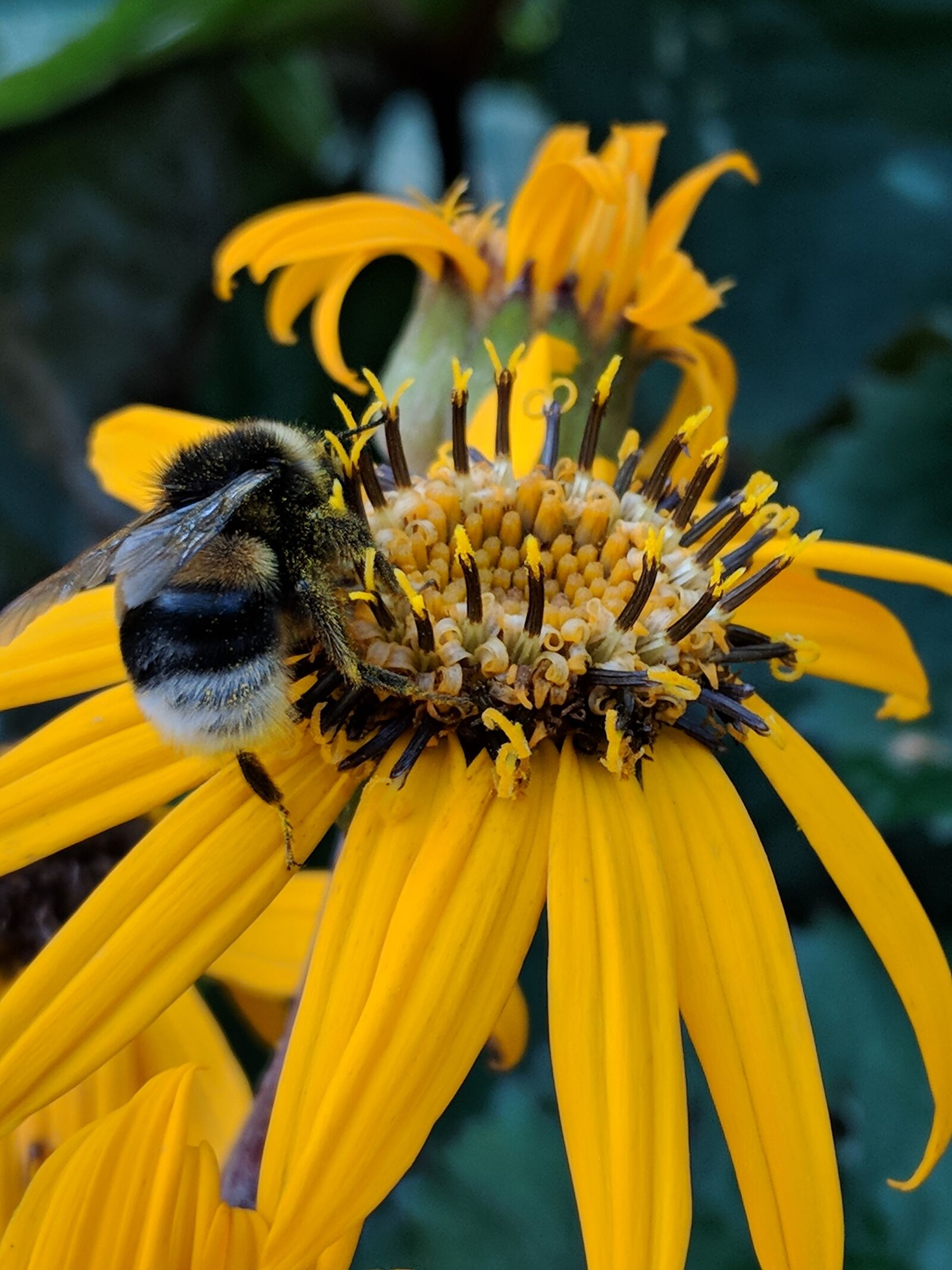 Google Pixel 2 sample photo. Bee, bumblebee, insect photography