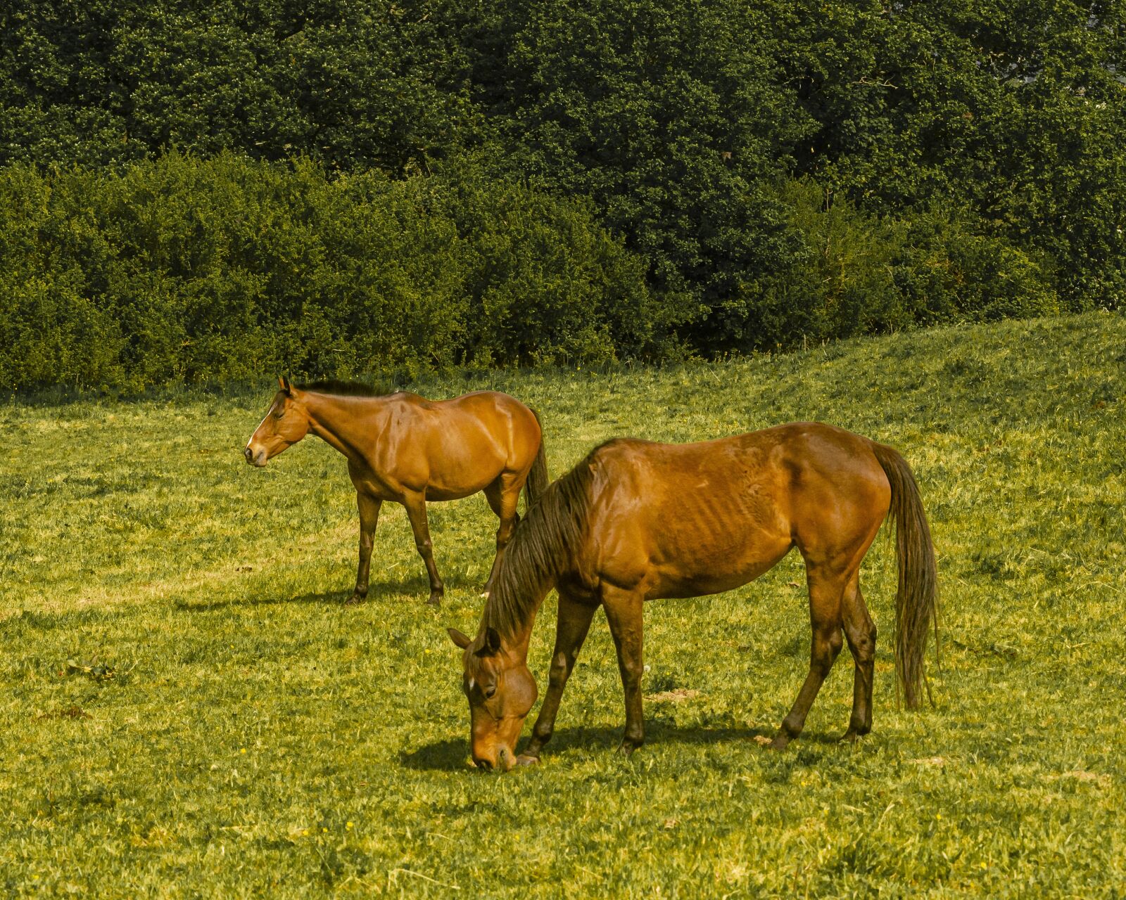Nikon D7000 sample photo. Horse, horses, field photography