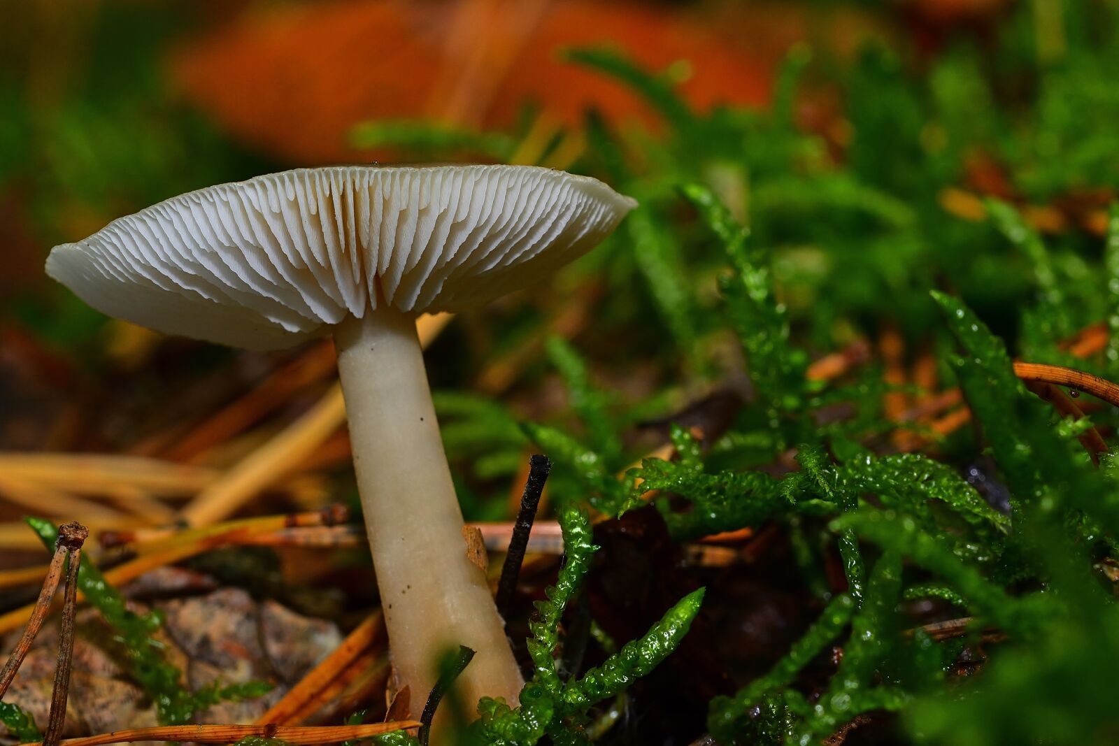 Nikon D5200 sample photo. Nature, forest, mushroom photography