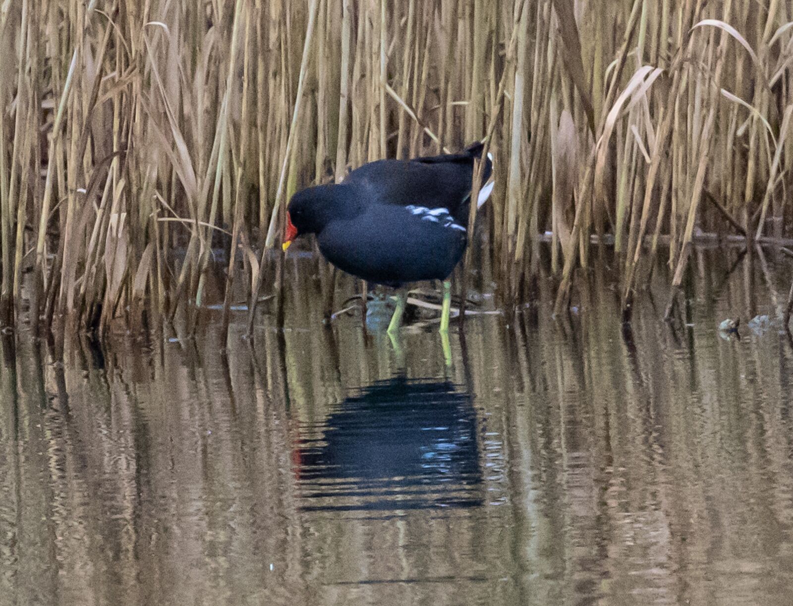 Canon EOS 7D Mark II sample photo. Moorhen, river bird, waterfowl photography