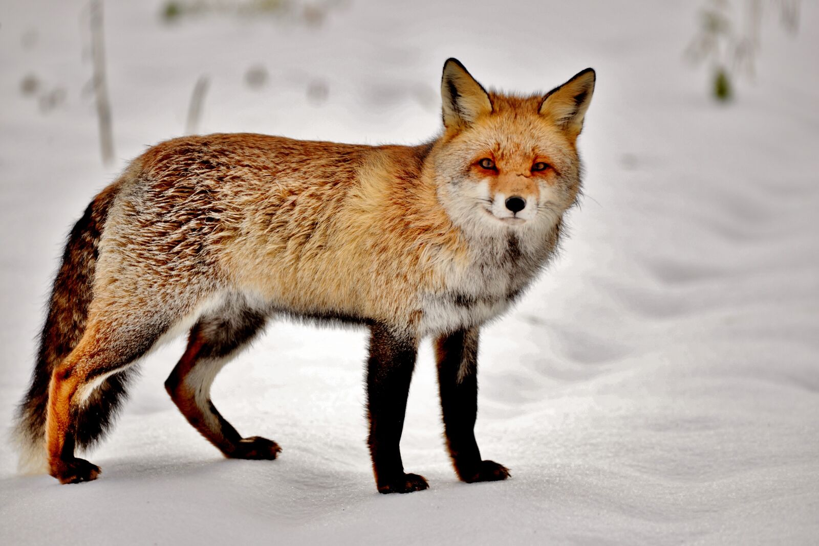 Nikon D600 sample photo. Fox, mammal, predator photography