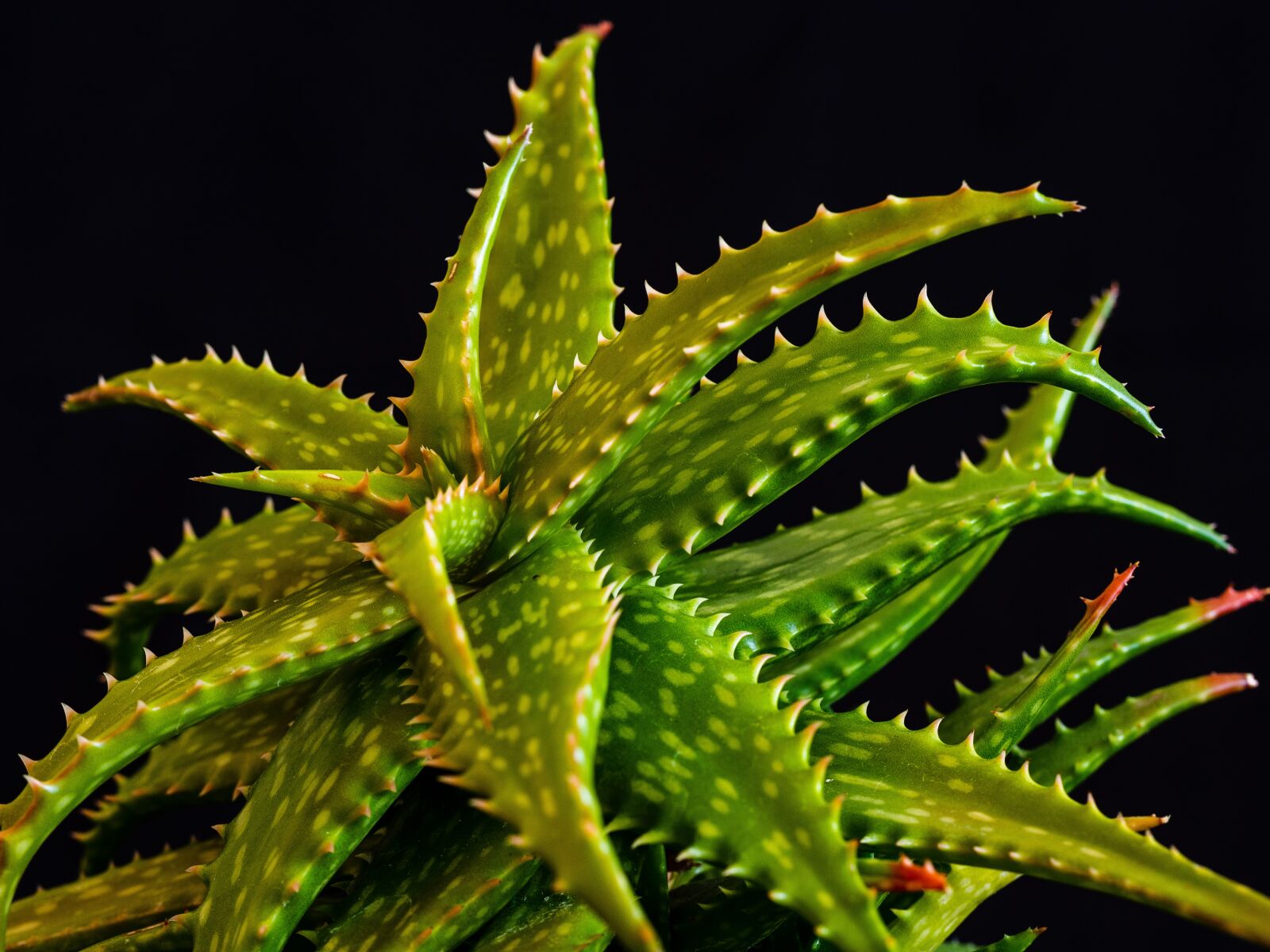 Olympus M.Zuiko Digital ED 60mm F2.8 Macro sample photo. Aloe, sukulent, plant photography