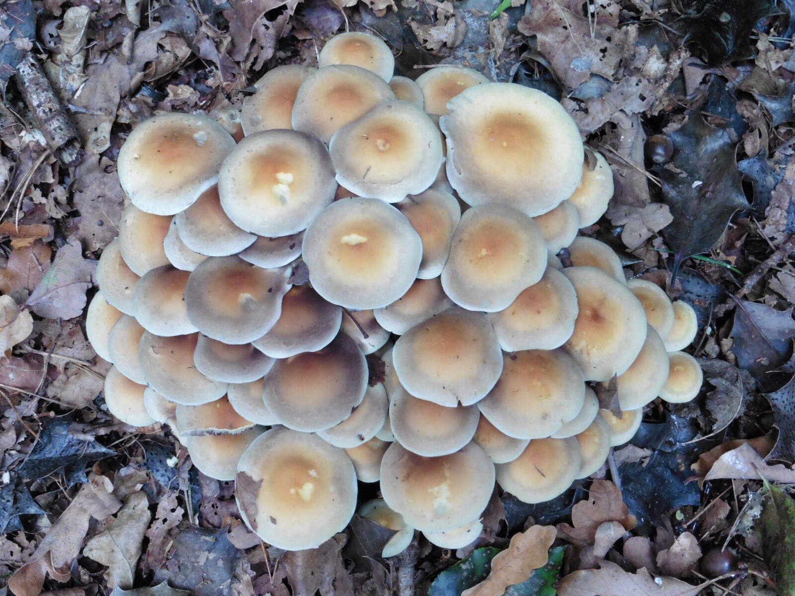 Panasonic DMC-TZ56 sample photo. Mushroom, nature, autumn photography