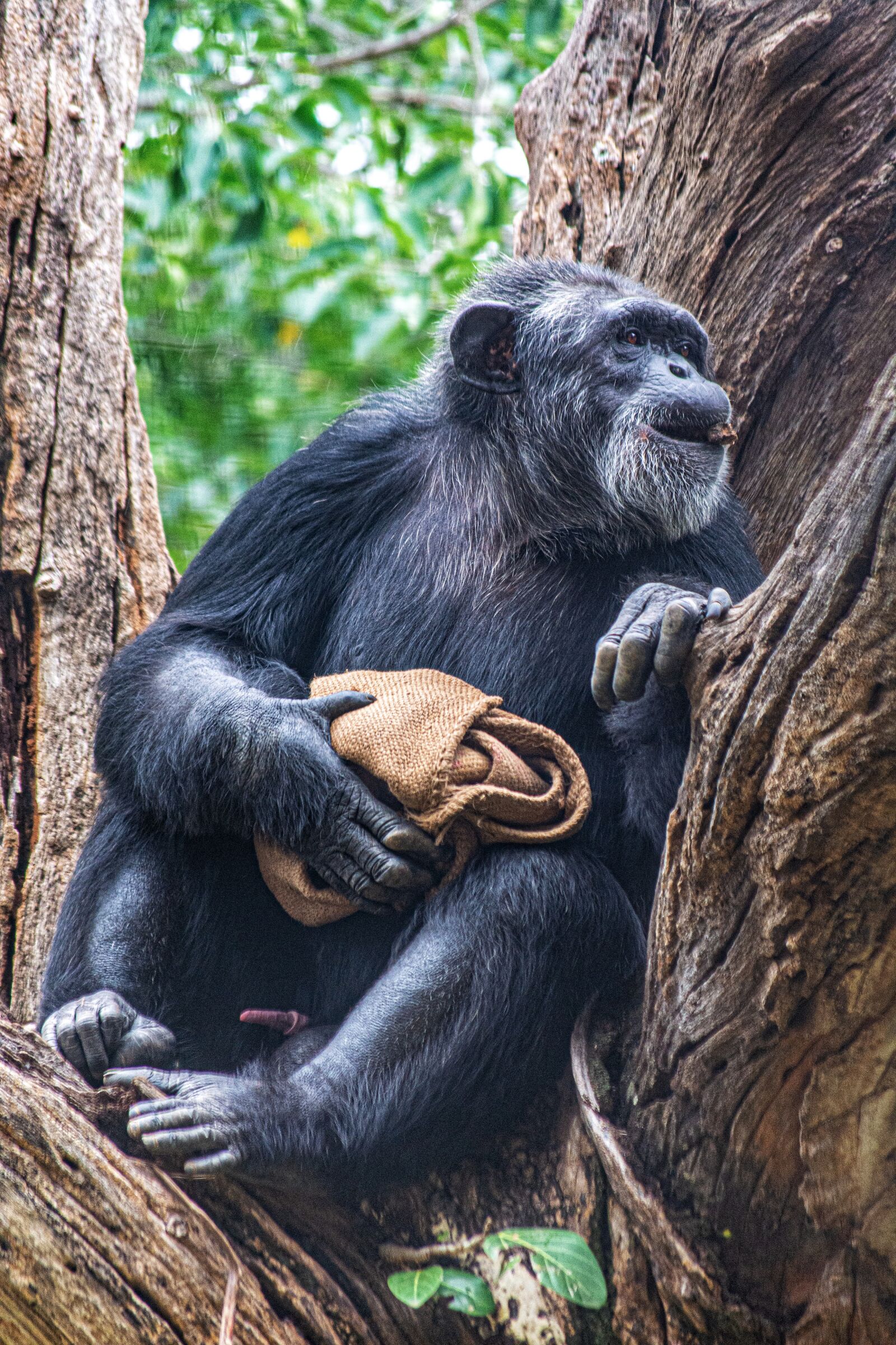 Nikon D5200 sample photo. Chimpanzee, ape, chimp photography