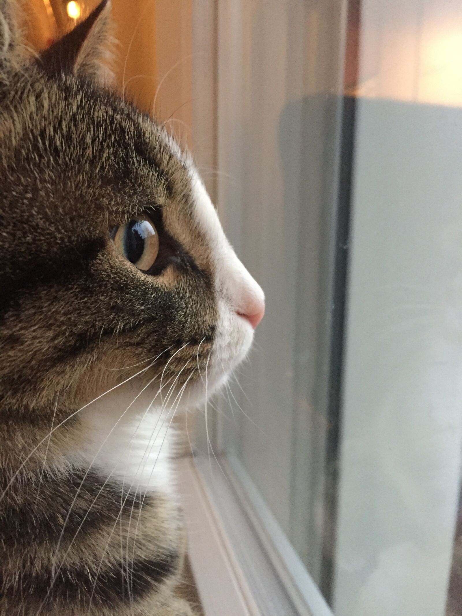 Apple iPhone 6 sample photo. Cat, cozy, animals photography
