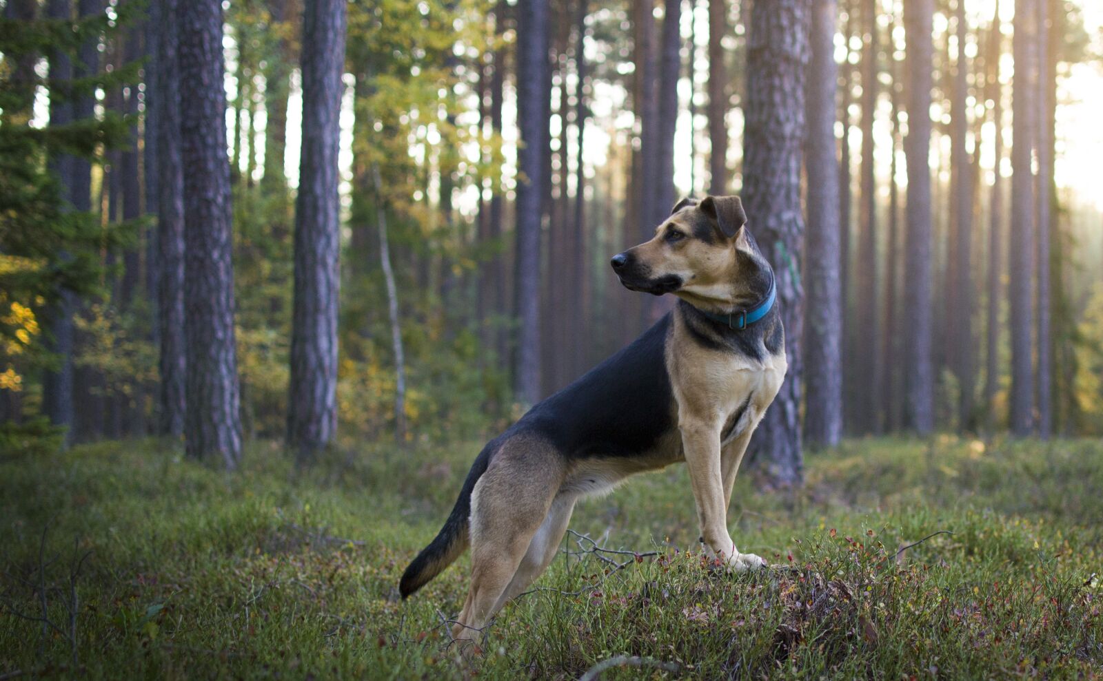 Nikon D3100 sample photo. Forest, dog, nature photography
