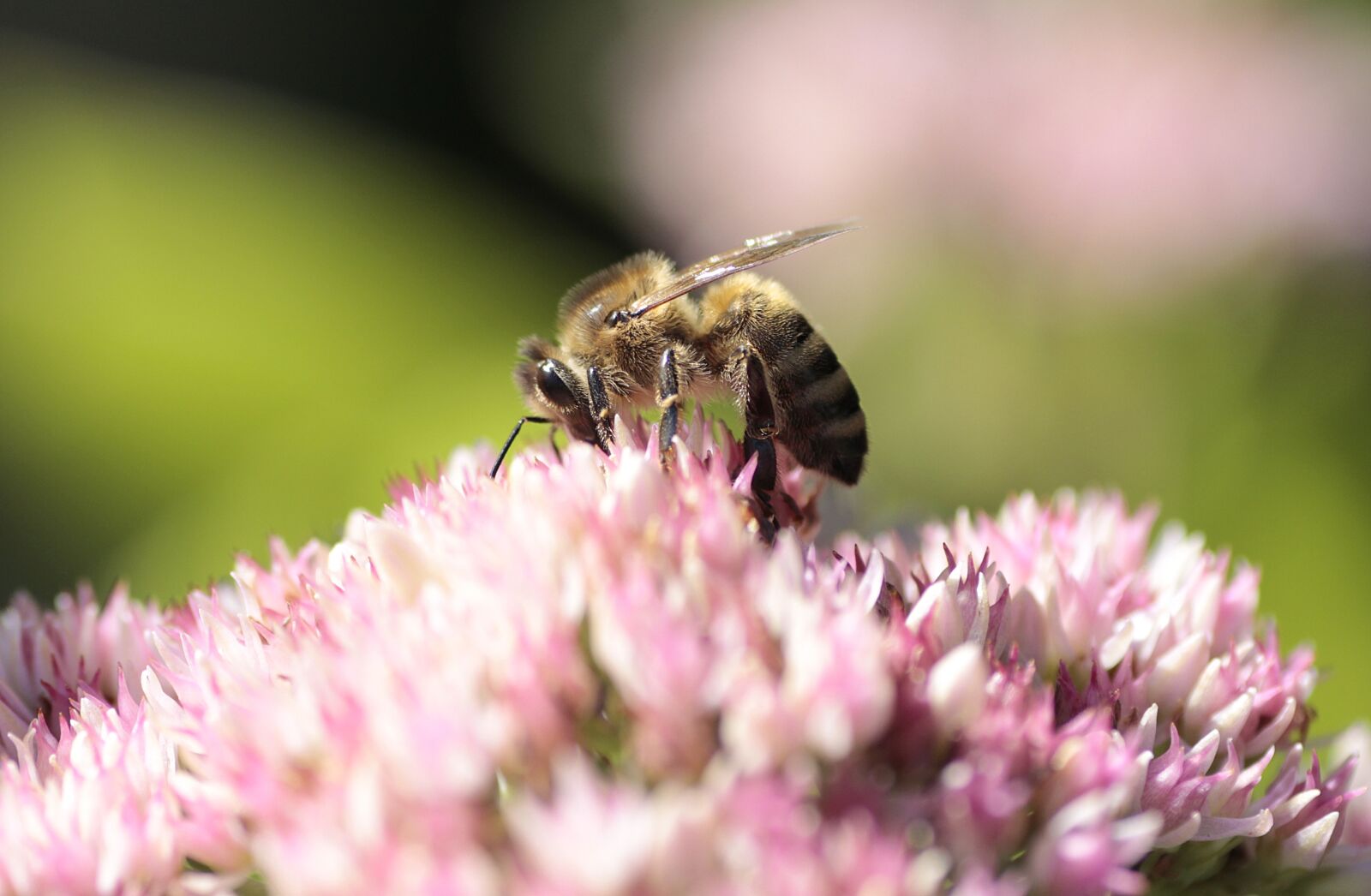Canon EOS 700D (EOS Rebel T5i / EOS Kiss X7i) sample photo. Bee, macro, nature photography