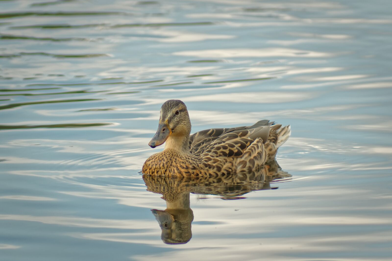 Canon EOS 500D (EOS Rebel T1i / EOS Kiss X3) sample photo. Duck, mallard, nature photography