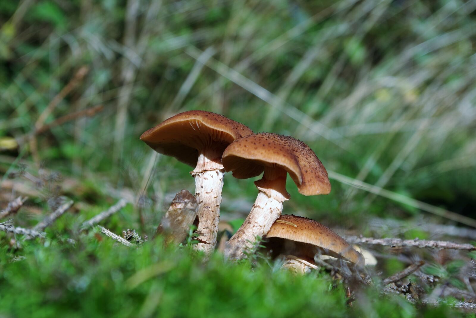 Pentax K-m (K2000) sample photo. Mushrooms, forest, edible photography