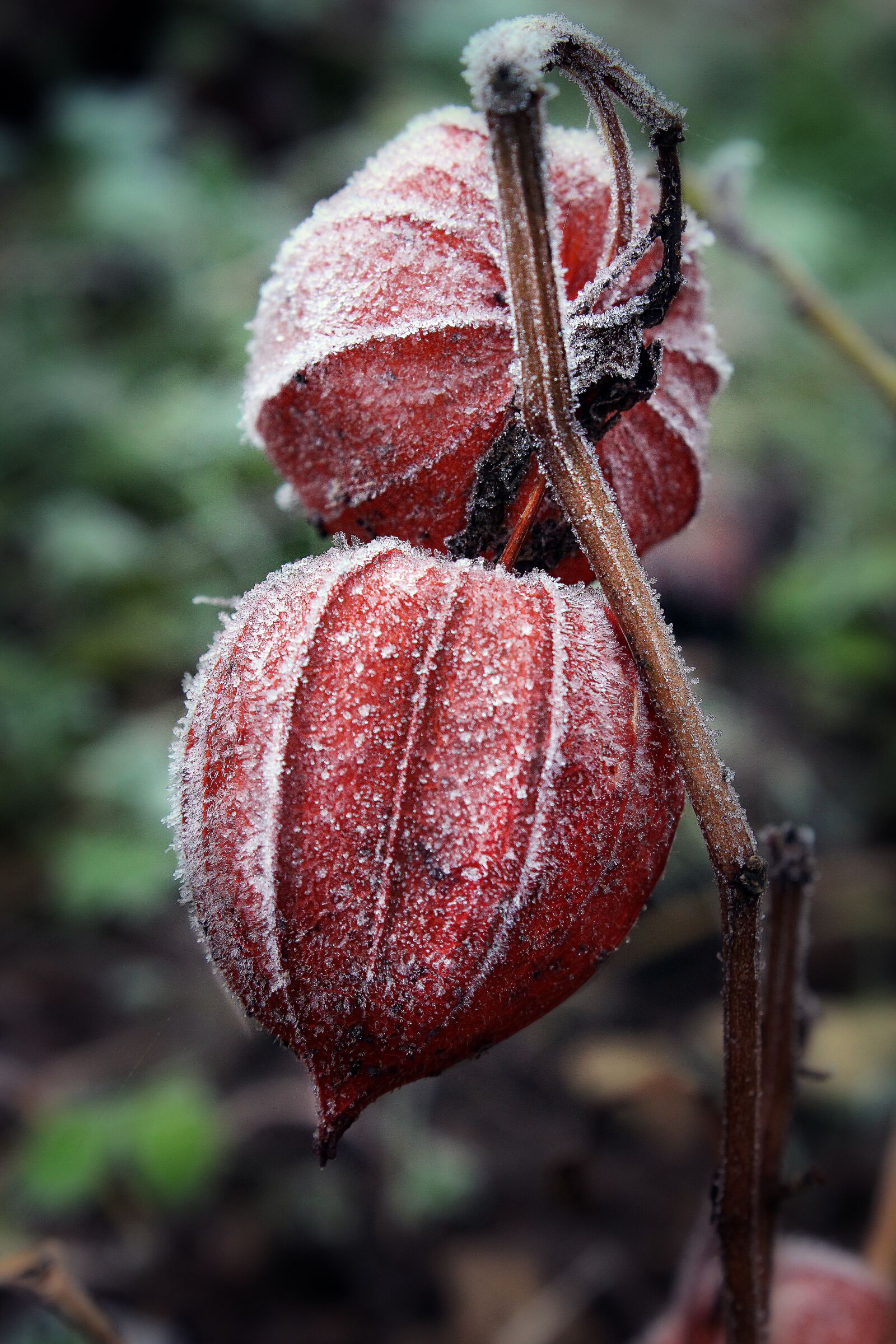 Canon EOS 600D (Rebel EOS T3i / EOS Kiss X5) sample photo. Lampionblume, physalis, ice photography