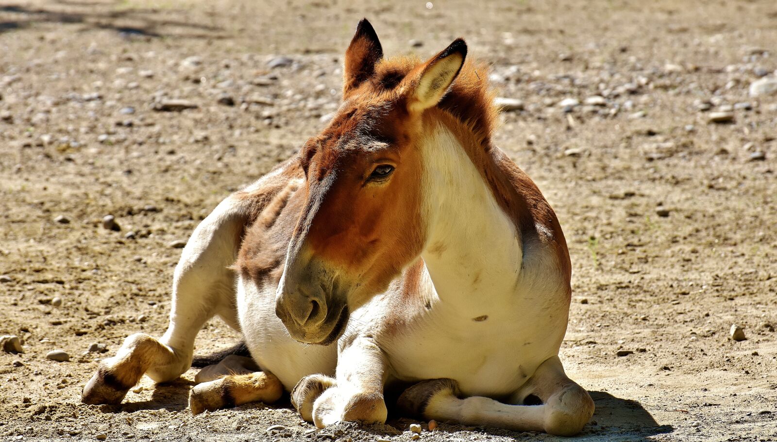 Nikon D7200 sample photo. Donkey, animal, concerns photography