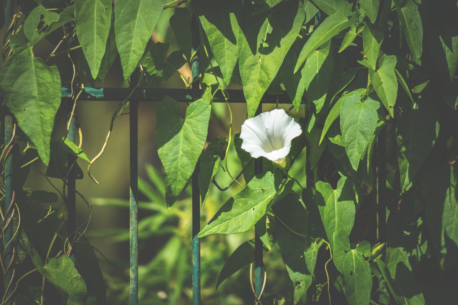 Canon PowerShot G3 X sample photo. Fence, ranke, bindweed photography