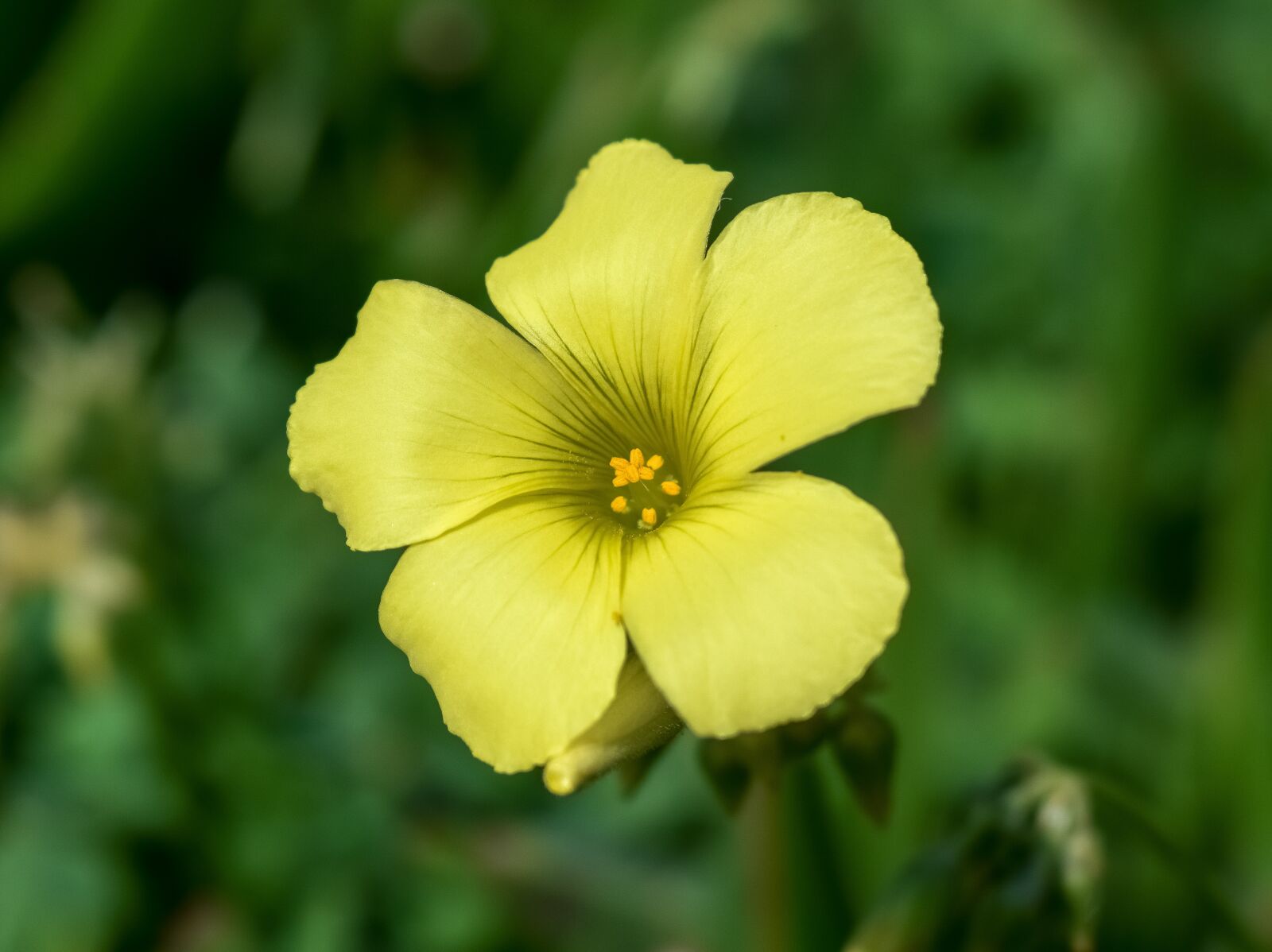 Nikon D3300 sample photo. Wildflower, flower, yellow photography