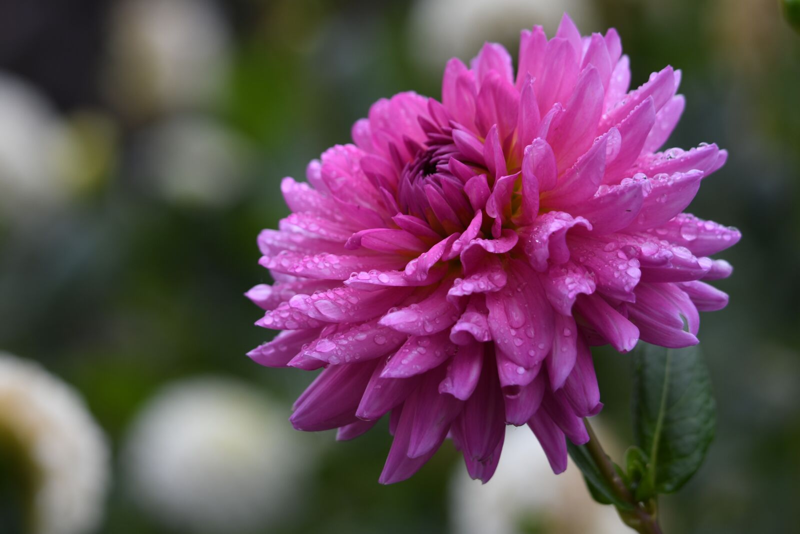 Nikon D500 sample photo. Dahlia, morning dew, garden photography