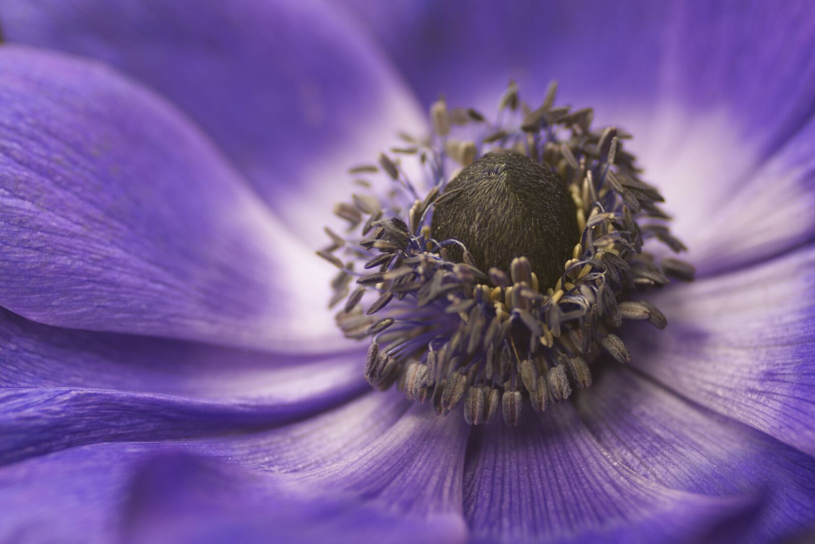 Canon EOS 20D sample photo. Modra, flower, macro photography