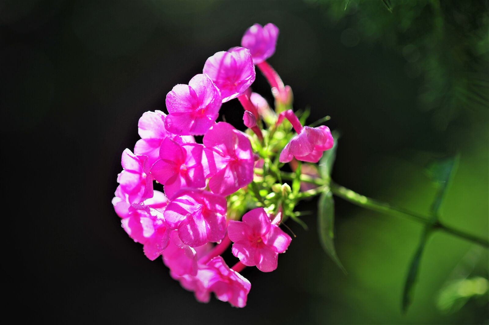 Nikon D3S sample photo. Flowers, phlox, garden photography
