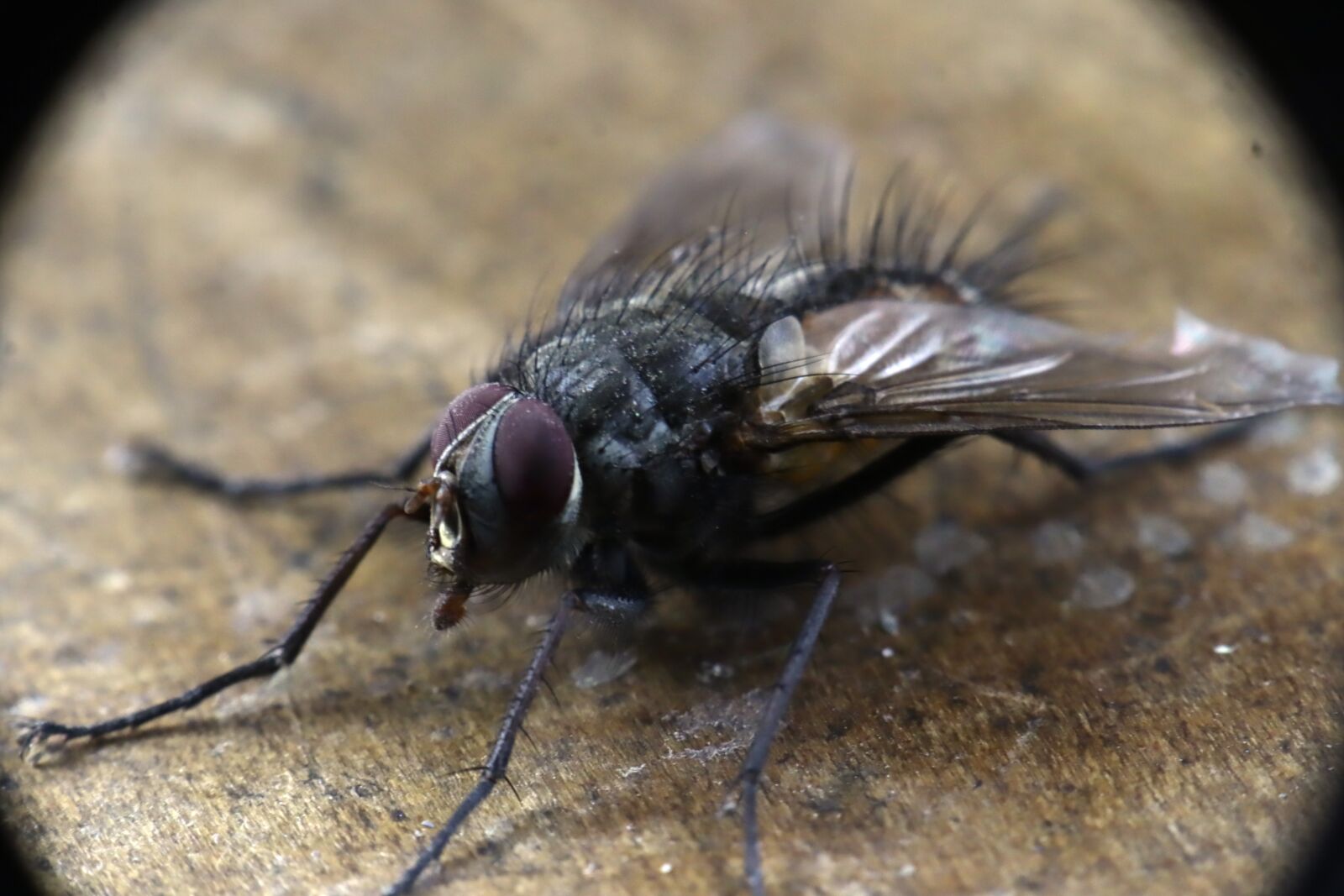 Canon EOS M50 (EOS Kiss M) sample photo. Insects, fly, díptera photography