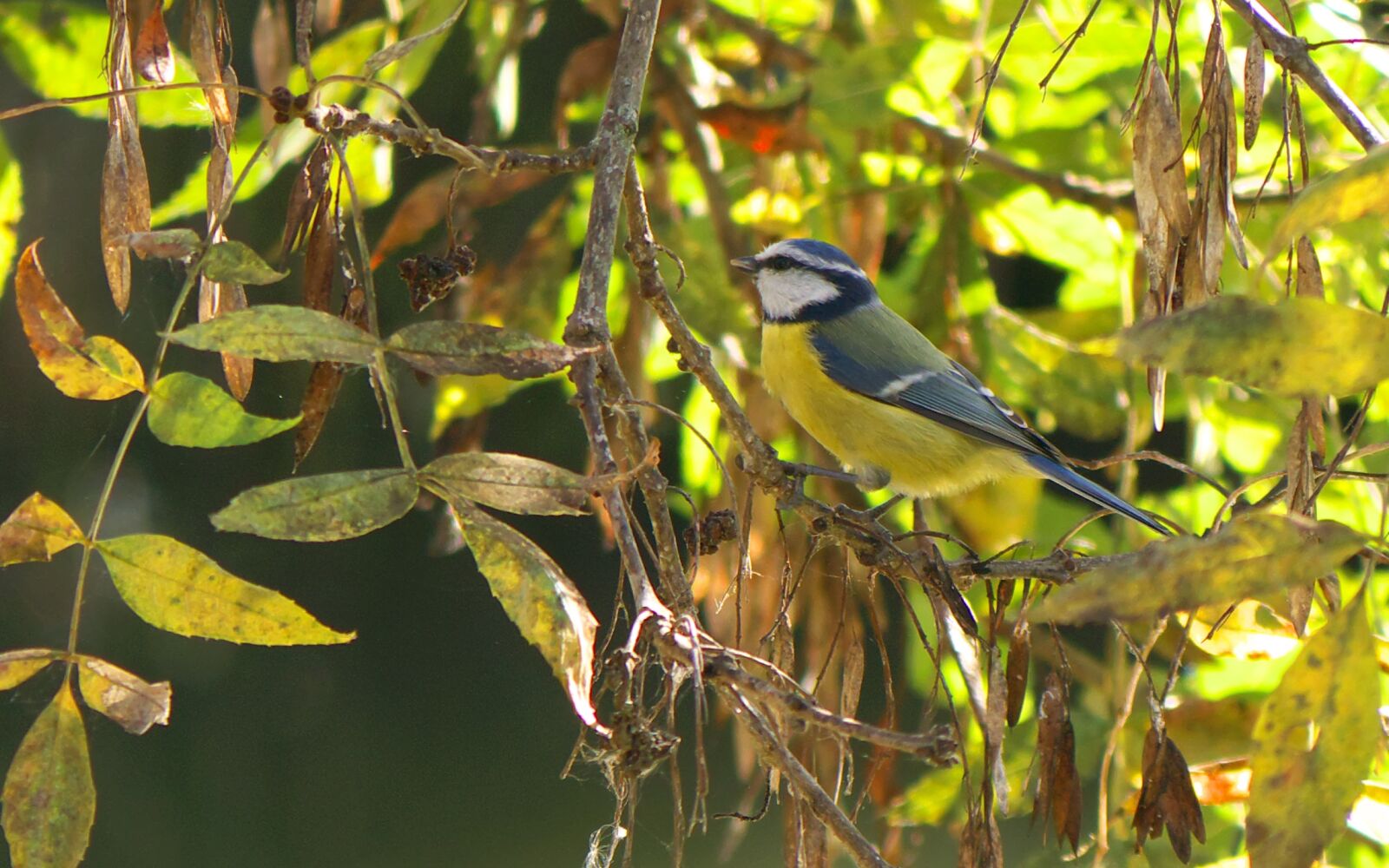 Panasonic Lumix DMC-GX7 sample photo. Nature, fauna, bird photography