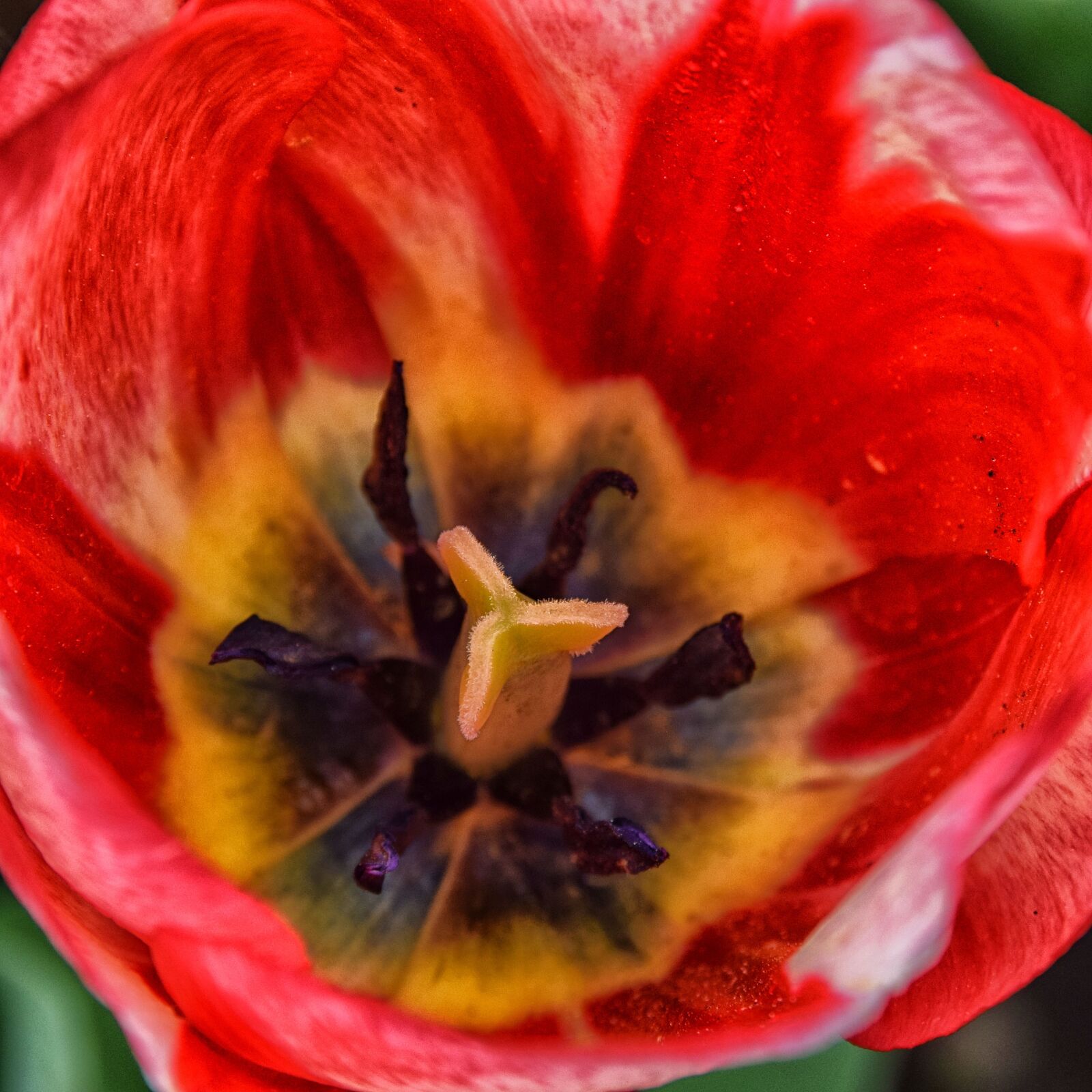 Nikon D5300 sample photo. Tulip, hdr, macro photography