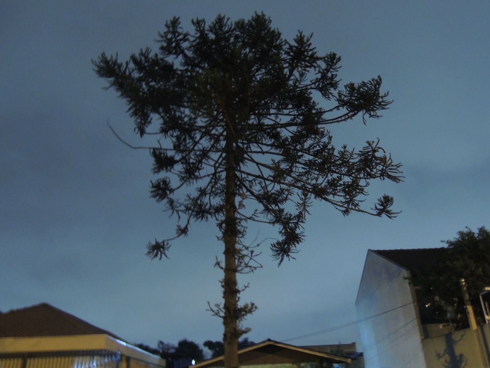 Nikon Coolpix P510 sample photo. Araucaria, planta, curitiba photography