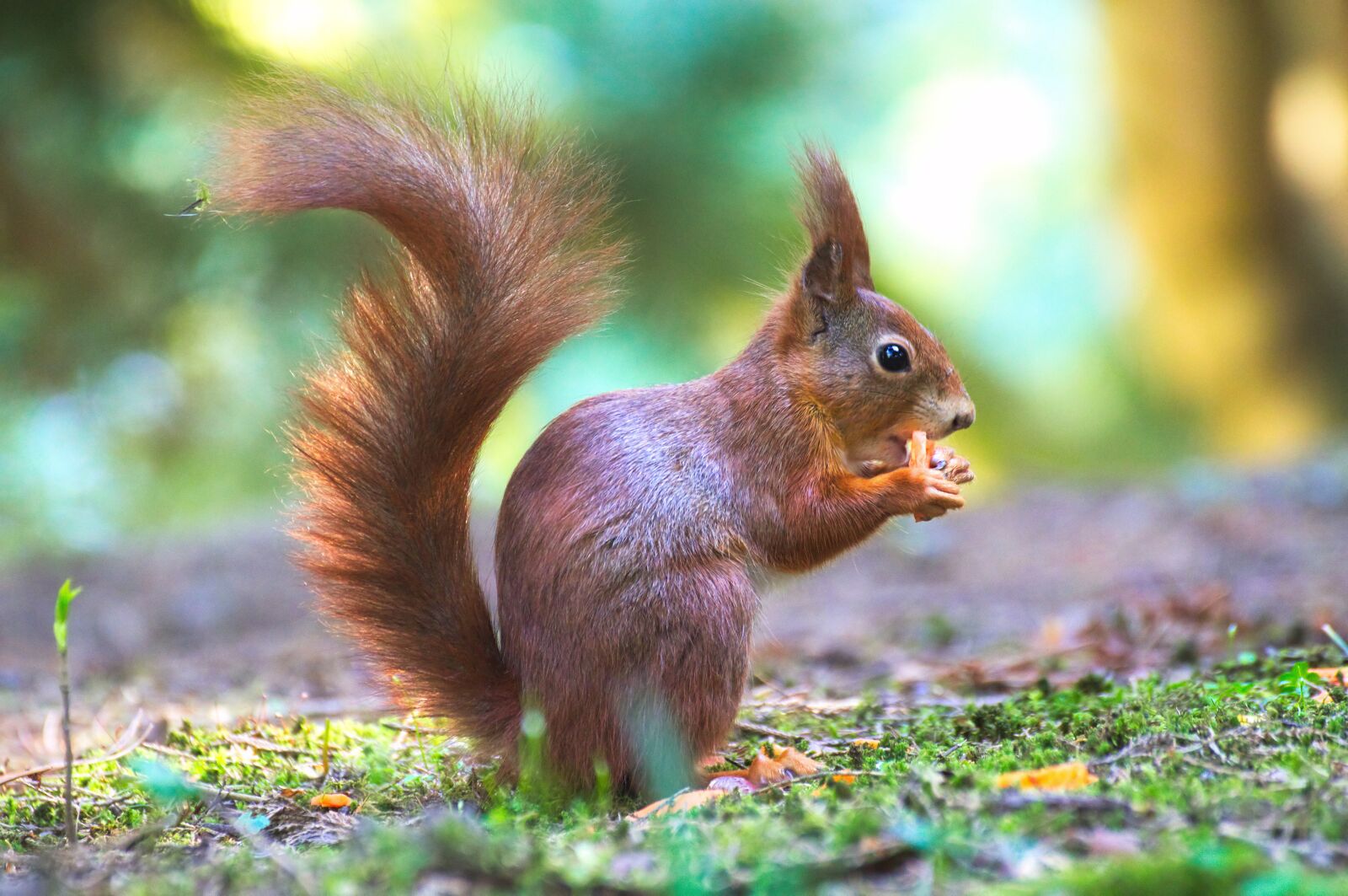 Nikon D3200 sample photo. Squirrel, park, nature photography