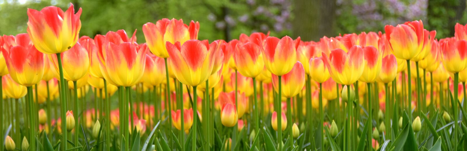 Nikon D7200 sample photo. Keukenhof, tulips, holland photography