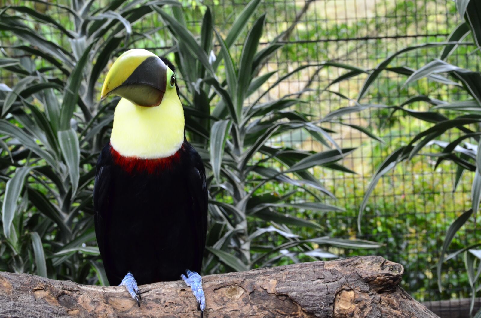 Nikon D7000 sample photo. Costa rica, toucan, la photography