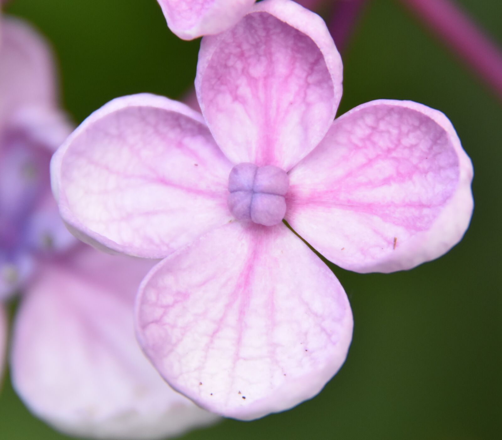 Nikon D5600 sample photo. Flower, nature, hydrangea photography