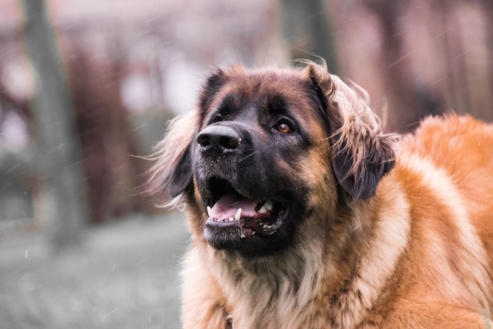 Nikon D3300 sample photo. Dog, cute, portrait photography