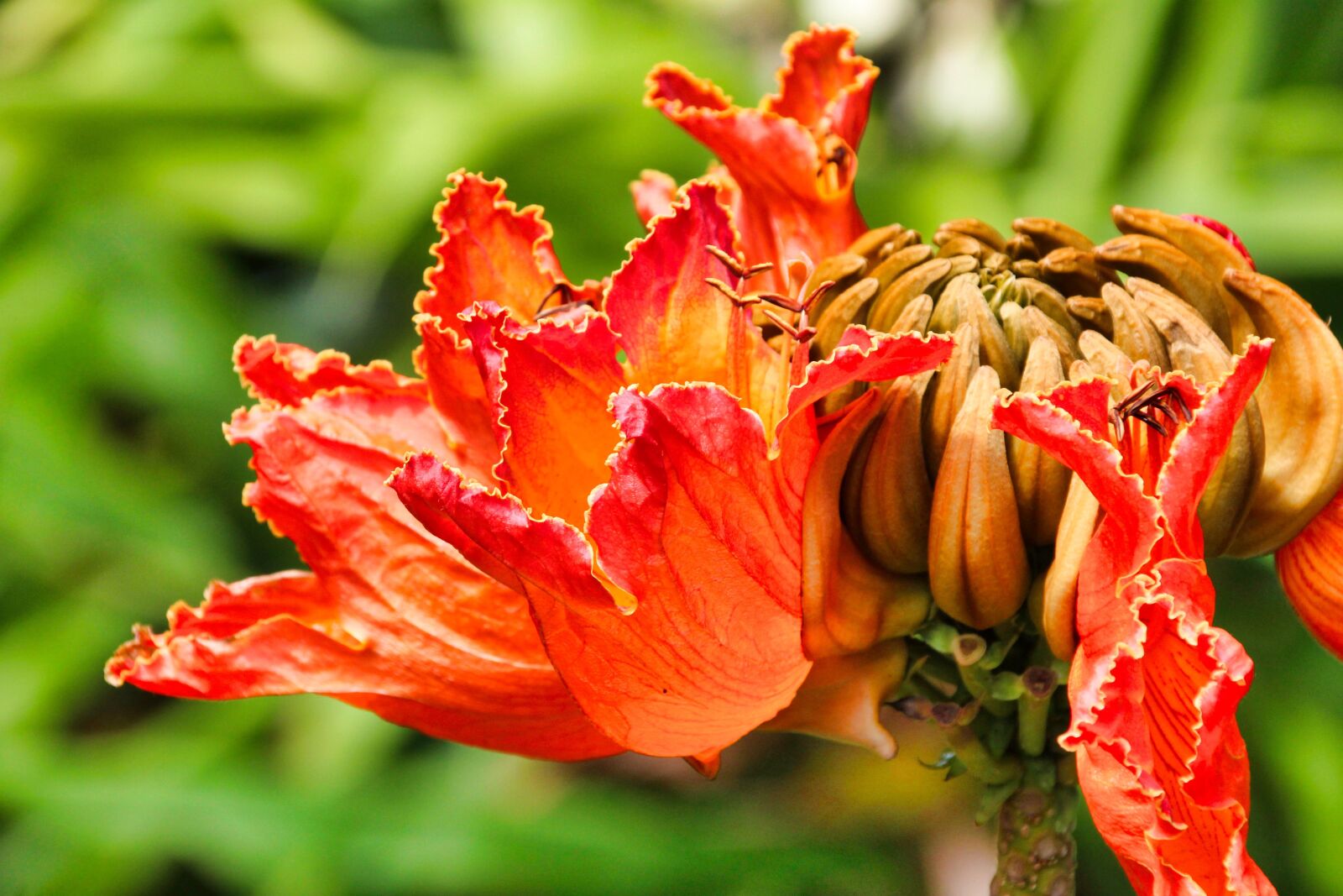 Canon EOS 1200D (EOS Rebel T5 / EOS Kiss X70 / EOS Hi) sample photo. Nature, flower, hawaii photography