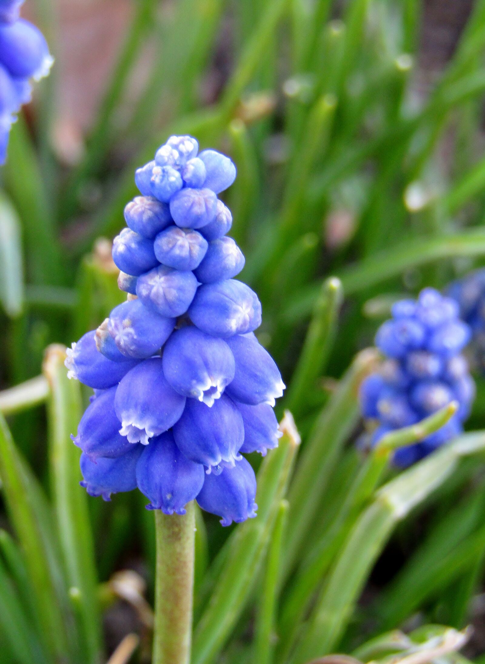 Canon POWERSHOT SX432 IS sample photo. Grape hyacinth, muscari, spring photography