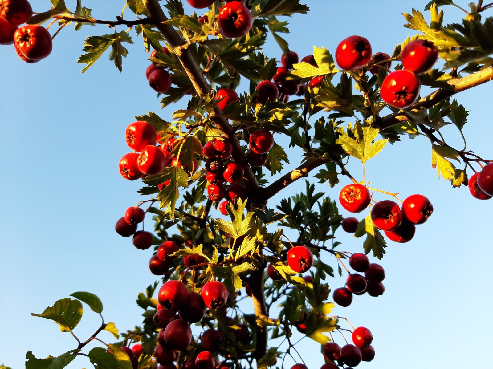 Samsung Galaxy A50 sample photo. Fruit, paradise apple, sky photography