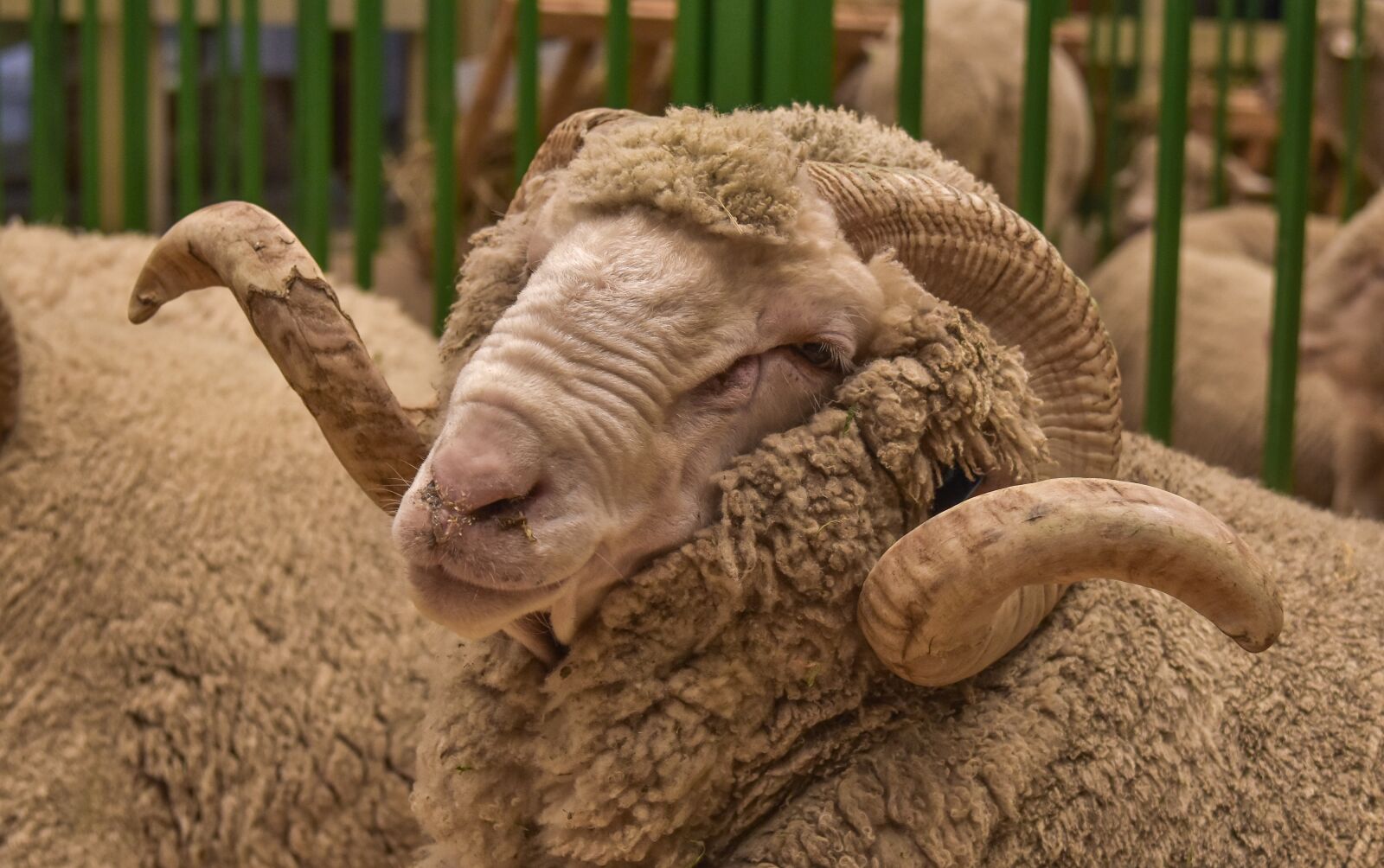 Nikon D5500 sample photo. Sad, baran, animal photography
