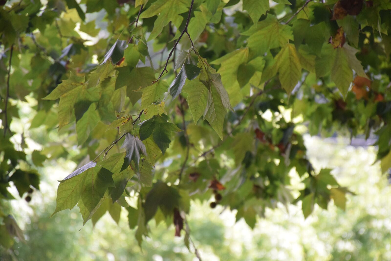 Nikon D5300 sample photo. Autumn, leaf, early autumn photography