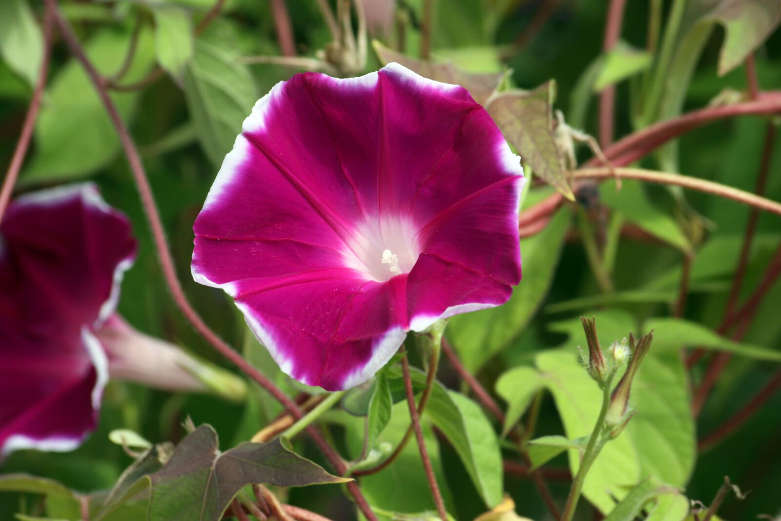 Canon EOS 50D sample photo. Morning glory, red purple photography