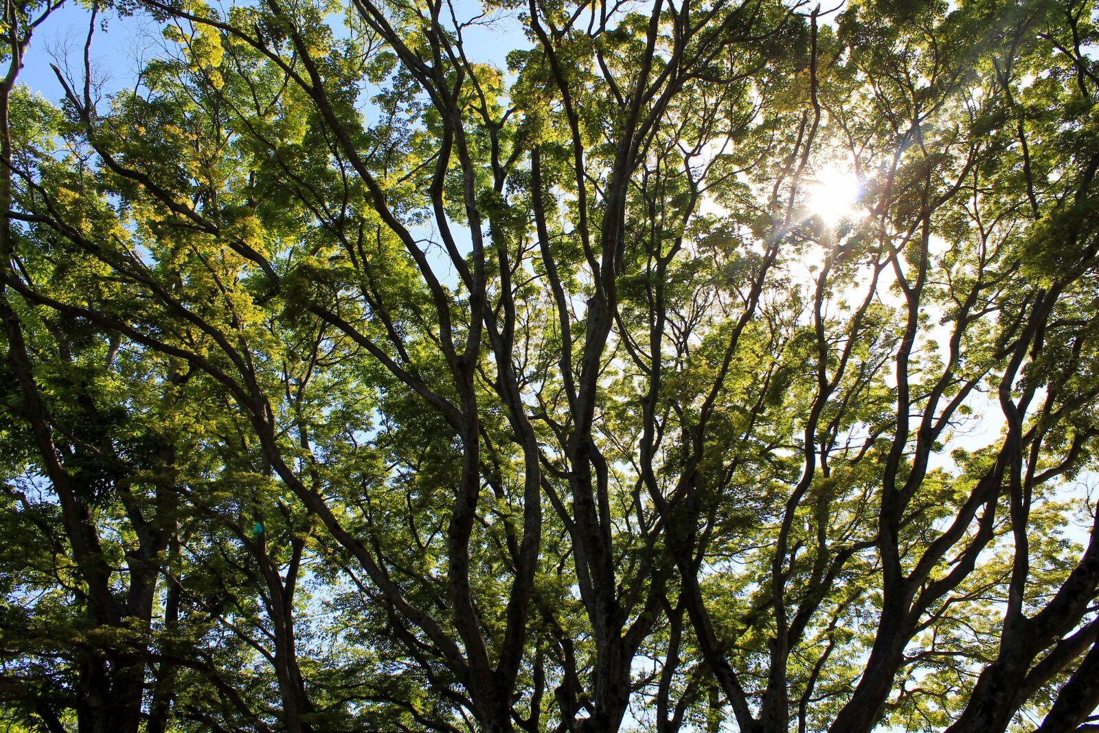 Canon EOS 1100D (EOS Rebel T3 / EOS Kiss X50) sample photo. Pine, nature, sky photography