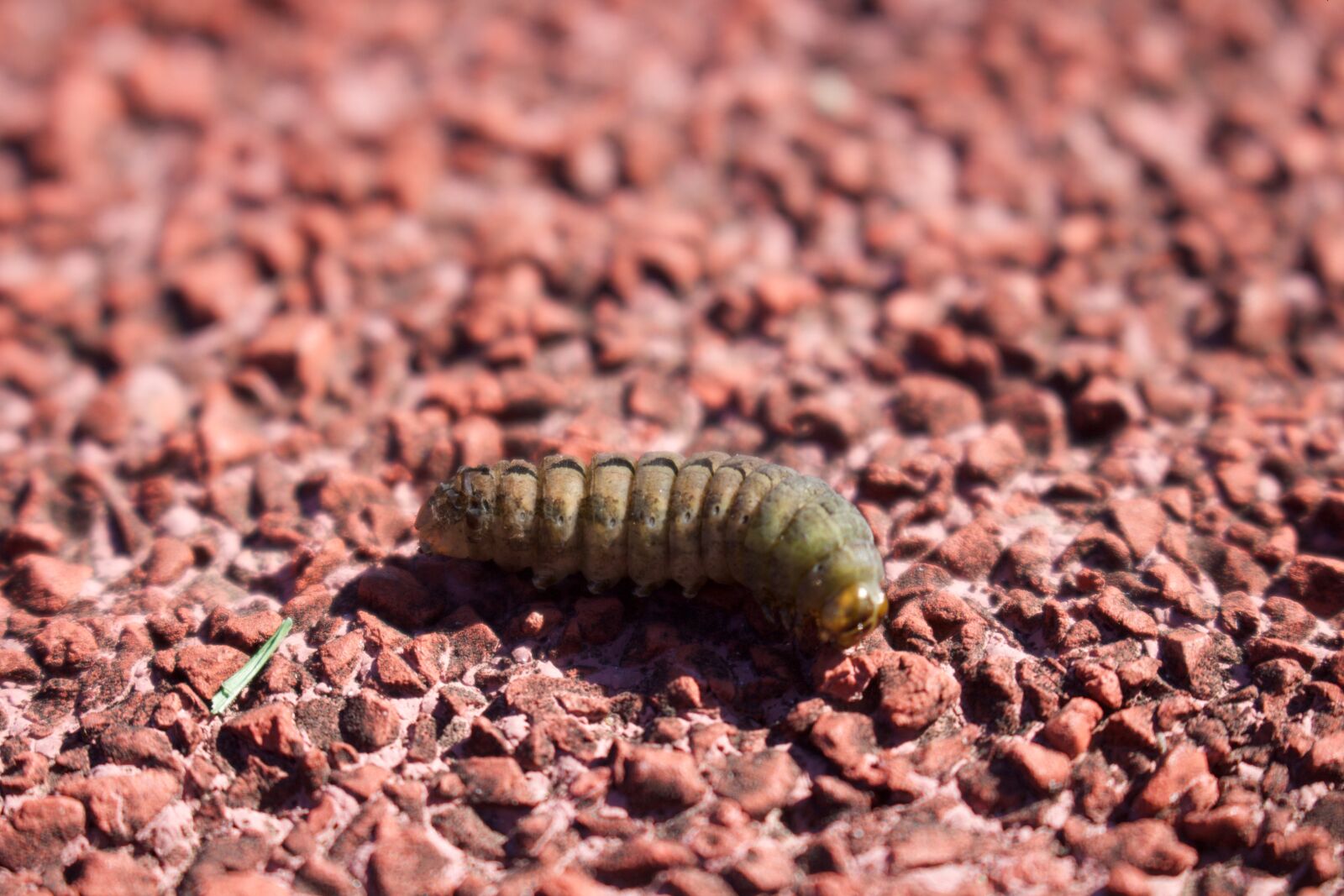 Canon EOS 700D (EOS Rebel T5i / EOS Kiss X7i) sample photo. Amazing, beautiful, camera, caterpillar photography